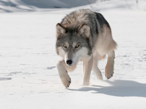 Wolfin wolf